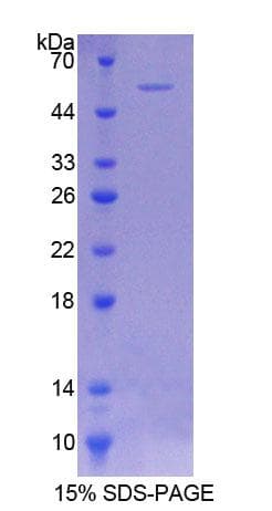 Rat COQ6 Protein (Recombinant His-T7)