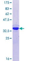Human SYT7 / Synaptotagmin 7 Protein (Recombinant GST, N-terminus)