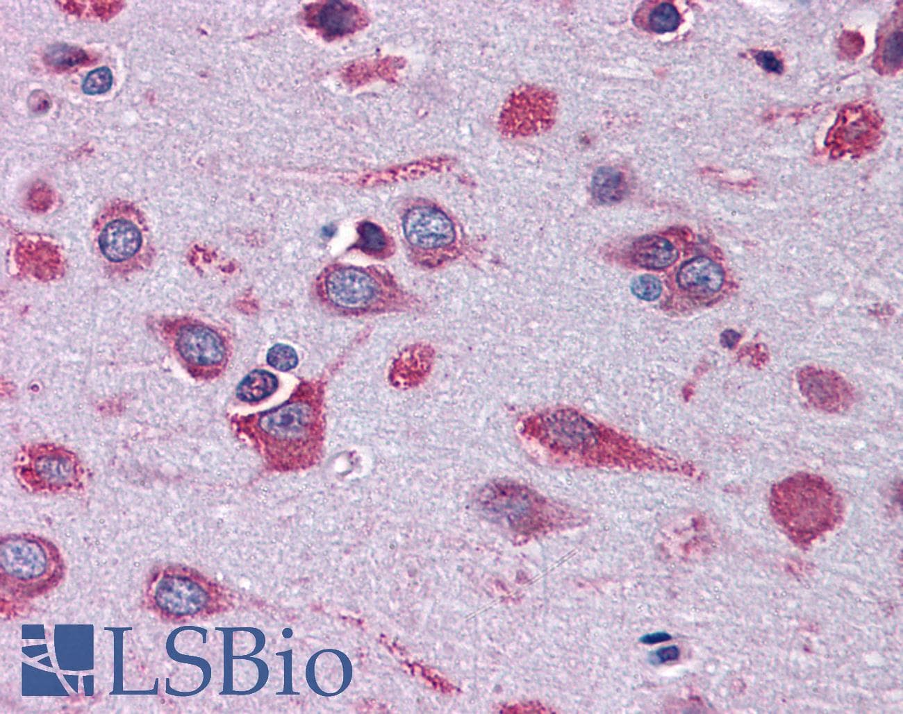 IHC-plus™ COX17 Antibody (clone 4G2)