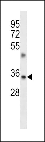 TMBIM1 Antibody (aa68-97)