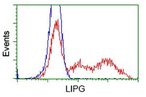 Monoclonal Mouse anti-Human LIPG / Endothelial Lipase Antibody (clone OTI8E4, IHC, IF, WB)