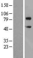 Human CD36 Protein (Over-Expression Lysate Myc-DDK (Flag))