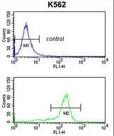 WDSUB1 Antibody (aa303-331)