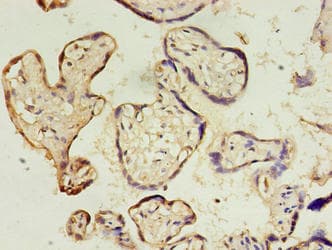 DPPA4 Antibody