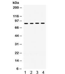 CYPOR / POR Antibody