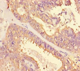ACTB / Beta Actin Antibody
