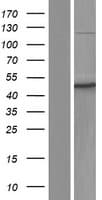 STK24 / MST3 Protein (Over-Expression Lysate Myc-DDK (Flag))