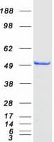 Human PRMT2 Protein (Recombinant Myc-DDK (Flag))