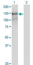 PCDH10 Antibody (clone 2H6)