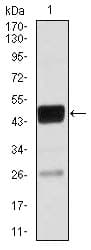 C/EBP Alpha / CEBPA Antibody (clone 4E10)