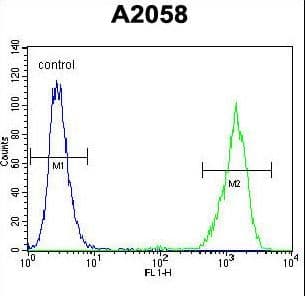 Polyclonal Rabbit anti-Human RAB10 Antibody (aa89-117, WB)