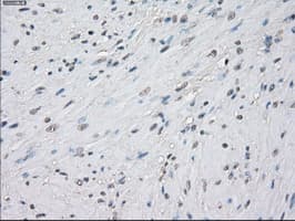 PPP5C Antibody (clone OTI5G5)