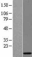 L35A / RPL35A Protein (Over-Expression Lysate Myc-DDK (Flag))
