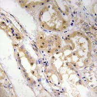 SPZ1 Antibody (N-Terminus)