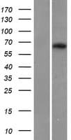 MAG Protein (Over-Expression Lysate Myc-DDK (Flag))