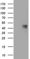 Monoclonal Mouse anti-Human MAB21L3 / C1orf161 Antibody (clone OTI1F6, WB)