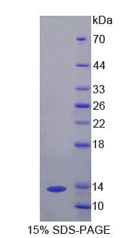 Dog IL13 Protein (Recombinant His-S)