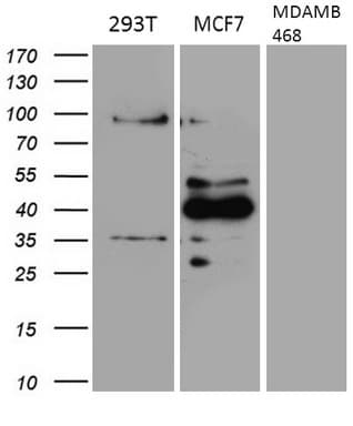 GATA3 Antibody (aa155-443, clone OTI8E11, Carrier-free)