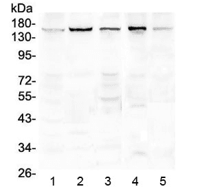Polyclonal Rabbit anti-Human EEA1 Antibody (WB)