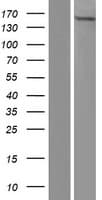 Human YEATS2 Protein (Over-Expression Lysate Myc-DDK (Flag))