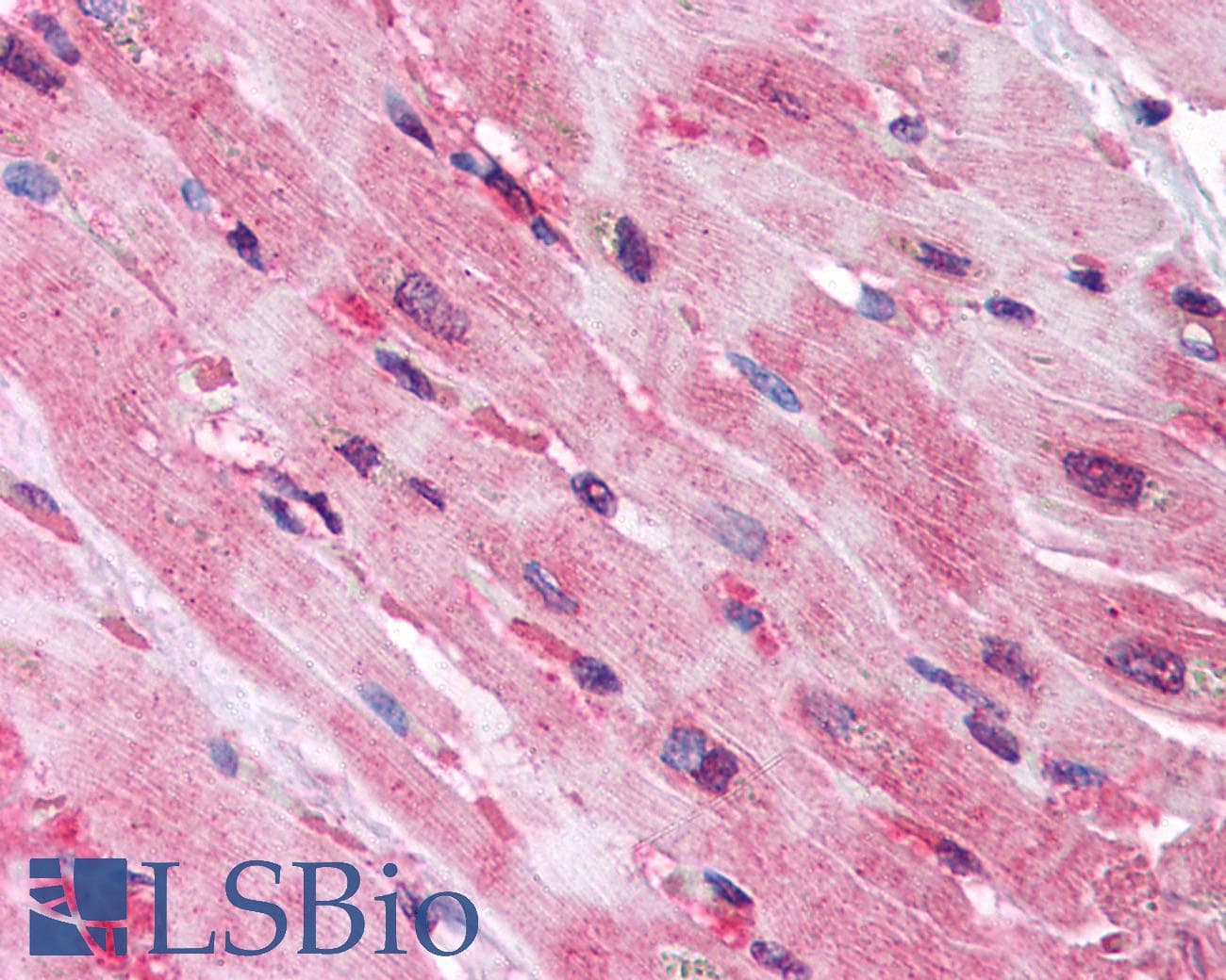 IHC-plus™ QSOX2 Antibody (Internal)