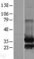 MDH / MDH2 Protein (Over-Expression Lysate Myc-DDK (Flag))