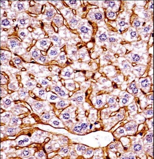 GCN2 Antibody (aa1477-1504)
