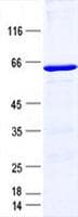 Human ZFP36 / Tristetraprolin Protein (Recombinant GST, N-terminus + His, C-terminus)