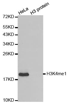 Histone H3 Antibody (Methyl-Lys4)