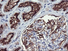 RGS16 Antibody (clone OTI3B4)