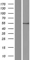 SLC7A5 / CD98 Light Chain Protein (Over-Expression Lysate Myc-DDK (Flag))