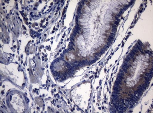 PITPNB Antibody (clone OTI6H10, Carrier-free)