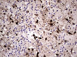 Vimentin Antibody (clone OTI5C10)
