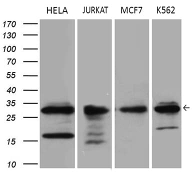 PCMT1 Antibody (aa60-285, clone OTI2E7, Carrier-free)