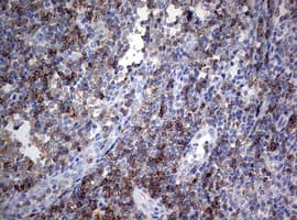 Monoclonal Mouse anti-Human CD4 Antibody (clone OTI5C2, IHC, WB)