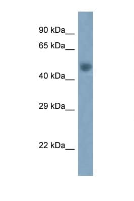 Polyclonal Rabbit anti-Mouse ARC / Arg3.1 Antibody (aa101-150, WB)