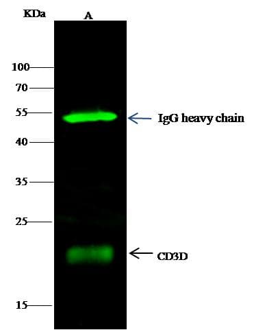 CD3D Antibody (clone 12, Preservative Free)