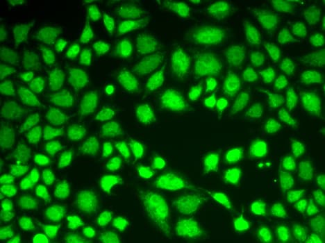 KDM1A / LSD1 Antibody