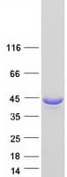 Human ALDOA / Aldolase A Protein (Recombinant Myc-DDK (Flag))