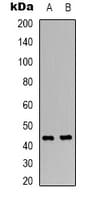 SIGLEC5 / CD170 Antibody (Internal)
