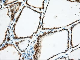 USP5 Antibody (clone OTI2H5, Carrier-free)