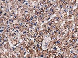 HDAC6 Antibody (clone OTI3E7)
