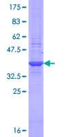 Human PD-L2 / PDCD1LG2 / CD273 Protein (Recombinant GST, N-terminus)