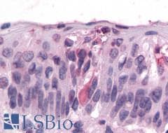 PathPlus™ Polyclonal Rabbit anti-Human T1R3 / TAS1R3 Antibody (N-Terminus, IHC)