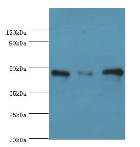 SUGCT / C7orf10 Antibody (aa1-250)