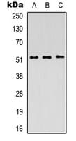 PICK1 Antibody (C-Terminus)
