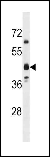 OR5M8 Antibody (aa277-305)