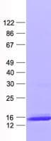 Human LSM4 Protein (Recombinant His, N-Terminal)