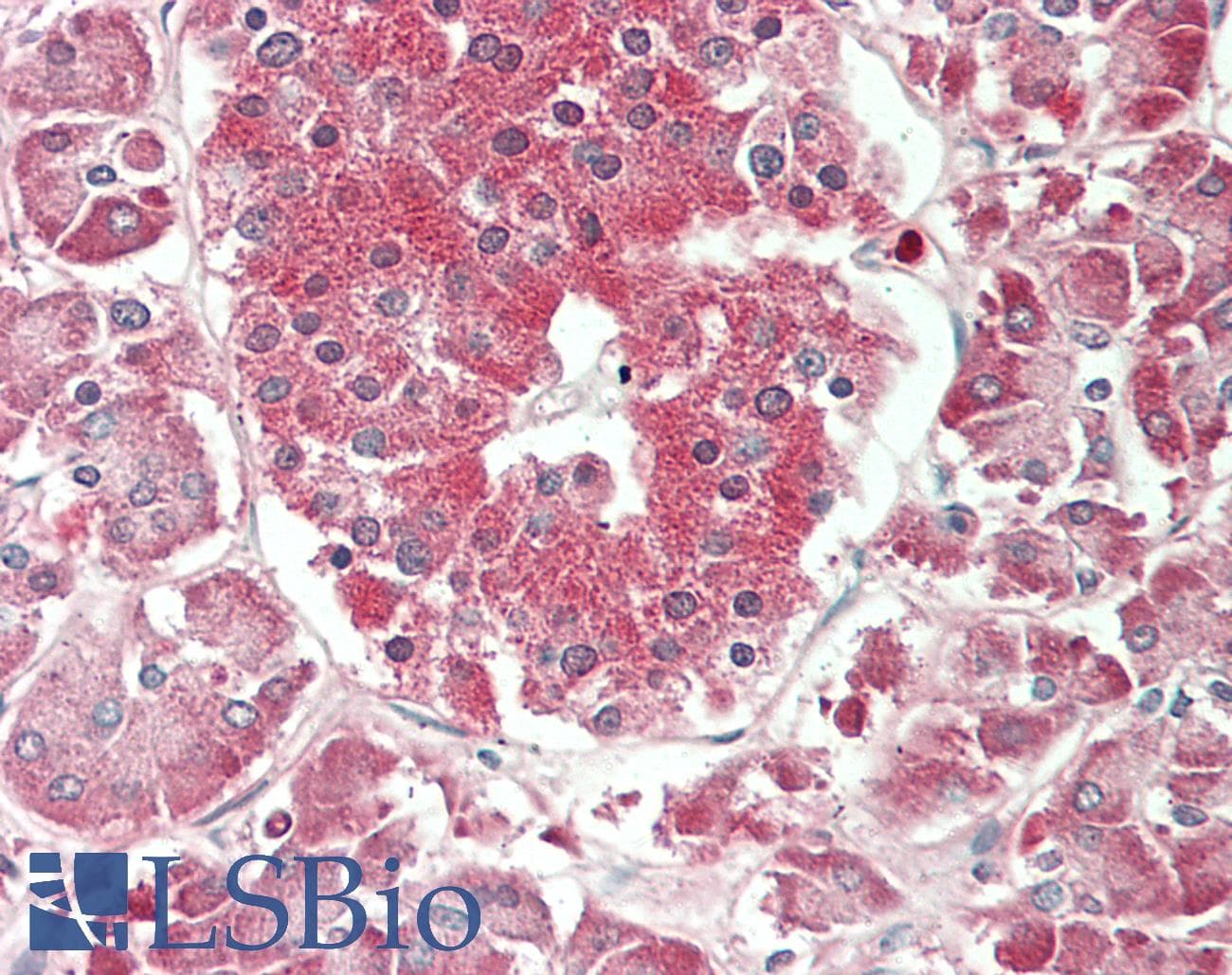 PathPlus™ ENO1 / Alpha Enolase Antibody (clone 12)
