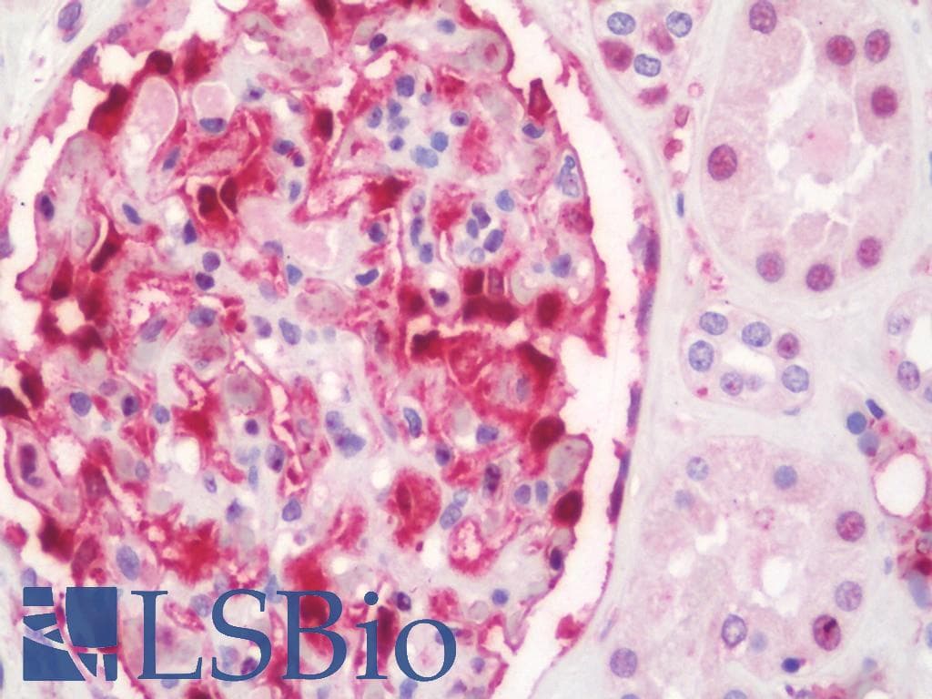 IHC-plus™ SNCA / Alpha-Synuclein Antibody (C-Terminus)